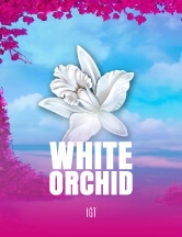 White Orchid
