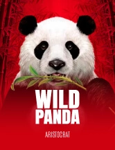 Wild Panda